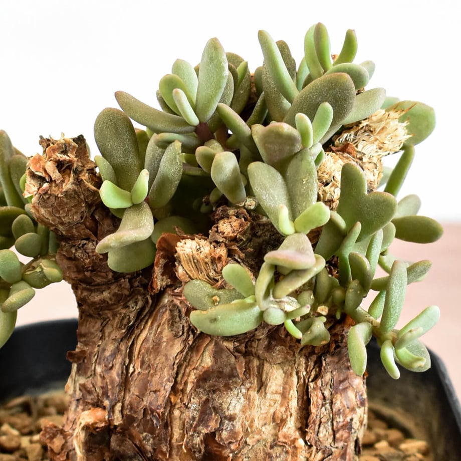 6a88bc144b9bca2eea367007