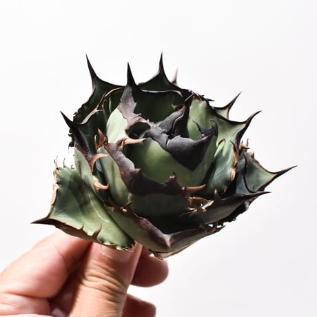 アガベ チタノタ  精品DENNIS040  "キングアーサー同血統"  【台湾 dragon agave産/中株/抜き苗】B