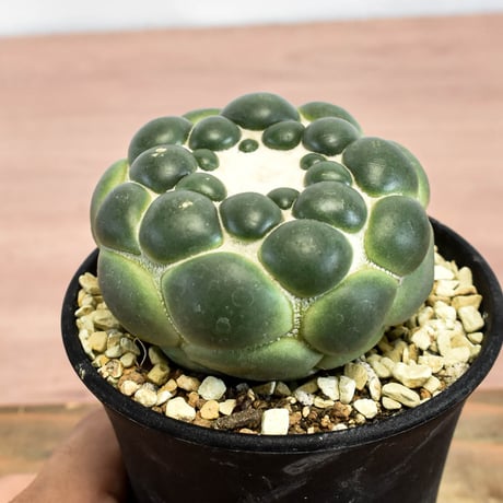 コリファンタ 刺無象牙丸 【カキ仔】RFHK-1280