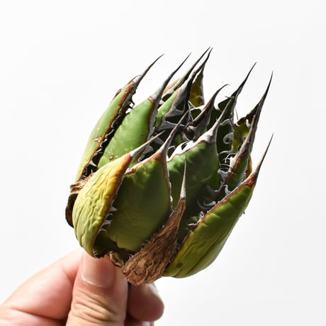 アガベ 精品ホリダ "精品狂刺霍利達"【台湾 dragon agave産/中株/抜き苗】D