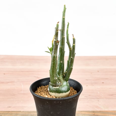 アデニア ペチュエリー【実生】RFHK-555