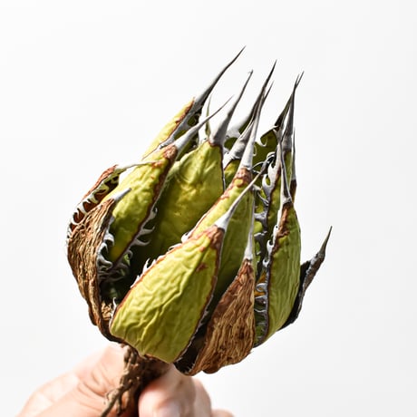 アガベ 精品ホリダ "精品狂刺霍利達"【台湾 dragon agave産/中株/抜き苗】A