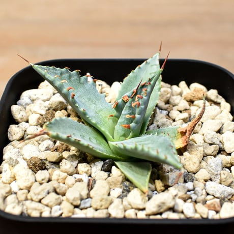 【百鬼夜行 その五】アガベ 雷帝×妖炎 "雷獣"【台湾botanical_seeker産】C