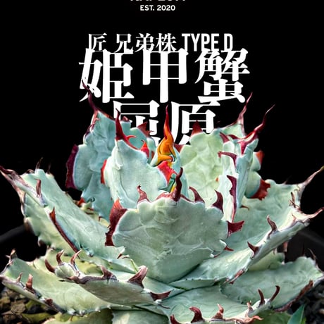 アガベ  ハイブリット "姫甲蟹×屈原" "匠"兄弟株 タイプD【台湾re_pplants産/匠兄弟株/子株販売】RF25012306