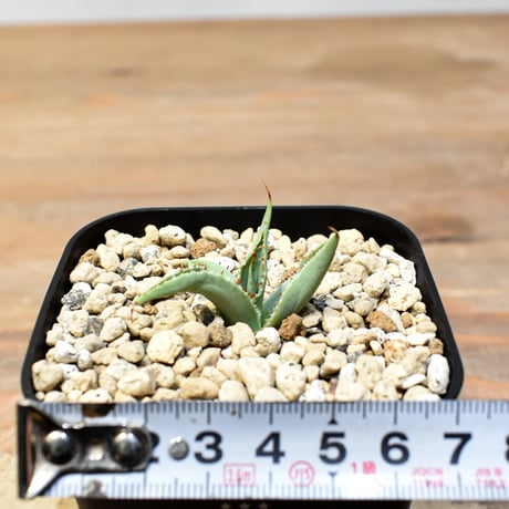【百鬼夜行 その二】アガベ 特白肌×妖炎 "魍魎"【台湾botanical_seeker産】B