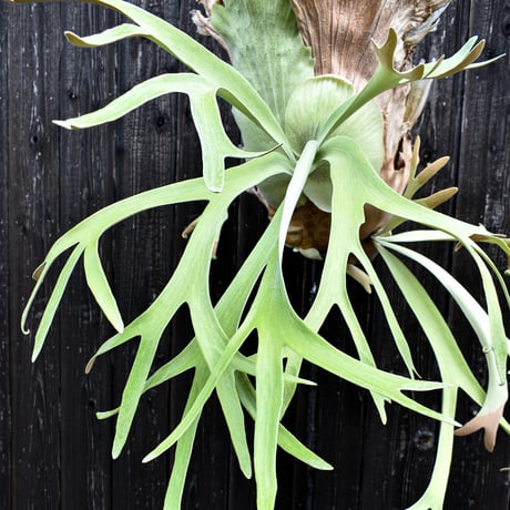 ビカクシダ ウィリンキー / Platycerium willinckii　コウモリラン プラティケリウム 【comolebi plants】RFCM-W0001