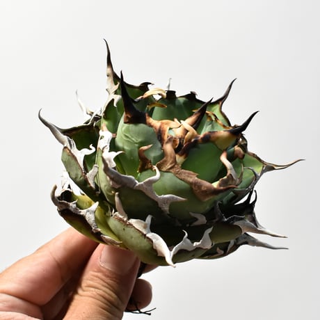 アガベ チタノタ "精品ハデス" / 精品黒帝斯、精品恐竜牙歯 【台湾 dragon agave産/中株/抜き苗】C