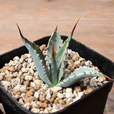 【百鬼夜行 その二】アガベ 特白肌×妖炎 "魍魎"【台湾botanical_seeker産】RF25012406