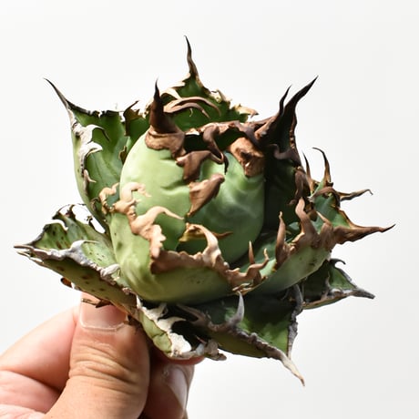 アガベ チタノタ 精品シーザー / 精品凱撒  【台湾 dragon agave産/中株/抜き苗】B