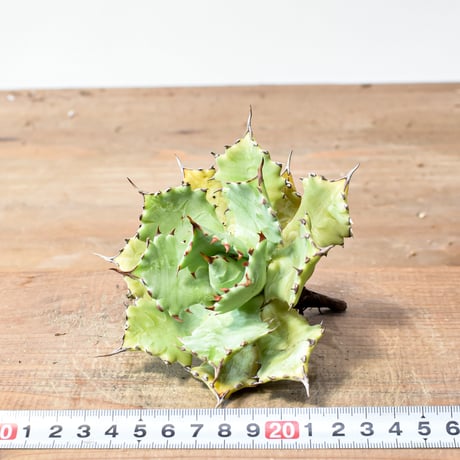 アガベ ハイブリット 特白肌怒雷神【台湾huplants2010産/中株販売】RF25012256