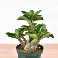 パキポディウム ウィンゾリー"中株" 【実生】　RFHK-1188