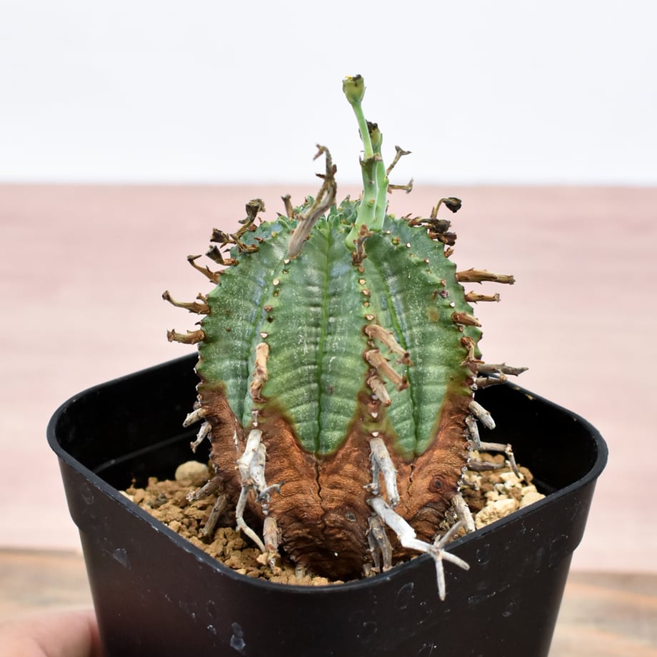 6aaceeae4350c009e6193477