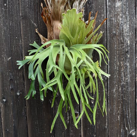 ビカクシダ ウィリンキー クイーン スワンガン  / Platycerium willinckii Queen Sawangan 【comolebi plants】RFCM-W0016