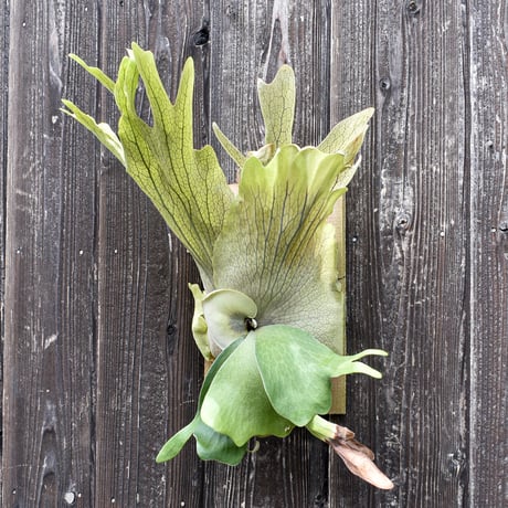 ビカクシダ ウィリンキー クイーン スワンガン スポアリング  / Platycerium willinckii Queen【comolebi plants】RFCM-W0024
