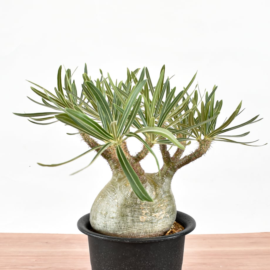 6a613833902533a84de42168