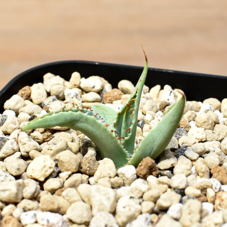 【百鬼夜行 その二】アガベ 特白肌×妖炎 "魍魎"【台湾botanical_seeker産】B