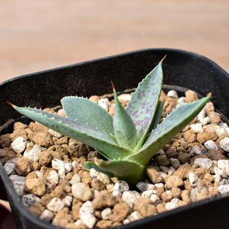 アガベ ハイブリット "邪霊" (特白肌怒雷神×血妖) 【台湾botanical_seeker産】RF25012419