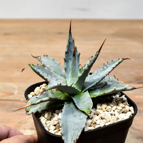 【百鬼夜行 その二】アガベ 特白肌×妖炎 "魍魎"【台湾botanical_seeker産】A