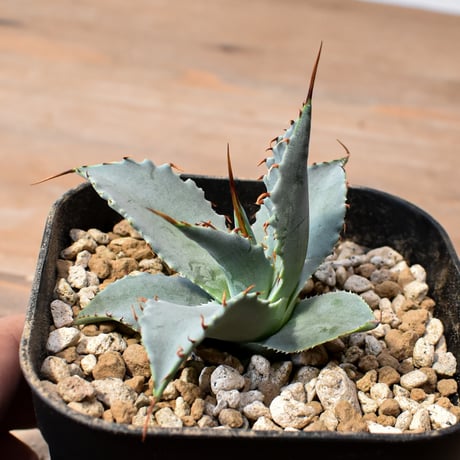 【百鬼夜行 その二】アガベ 特白肌×妖炎 "魍魎"【台湾botanical_seeker産】RF25012407