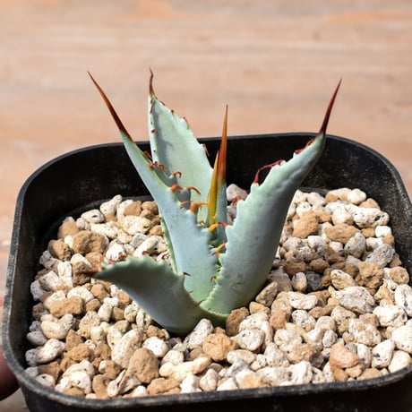 【百鬼夜行 その二】アガベ 特白肌×妖炎 "魍魎"【台湾botanical_seeker産】RF25012406