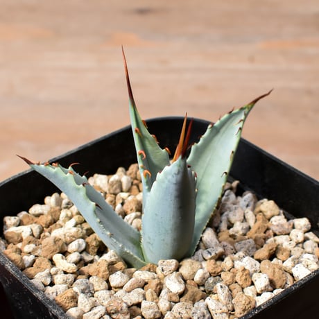 【百鬼夜行 その二】アガベ 特白肌×妖炎 "魍魎"【台湾botanical_seeker産】RF25012406