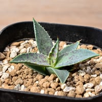 アガベ ハイブリット "邪霊" (特白肌怒雷神×血妖) 【台湾botanical_seeker産】RF25012419