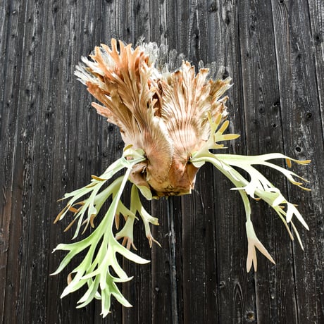 ビカクシダ ウィリンキー / Platycerium willinckii　コウモリラン プラティケリウム 【comolebi plants】RFCM-W0003