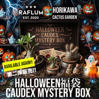 第二弾!! 10/18 正午12時スタート！🎃ハロウィン福袋【Caudex Mystery BOX】🎃 ※数量限定※
