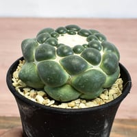 コリファンタ 刺無象牙丸 【カキ仔】RFHK-1282