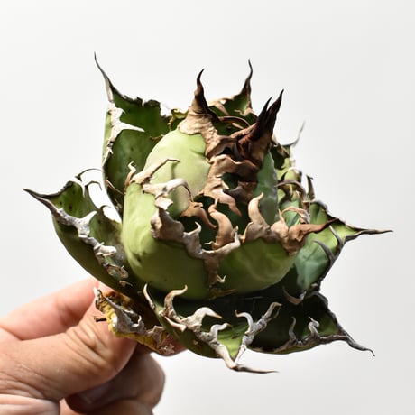 アガベ チタノタ 精品シーザー / 精品凱撒  【台湾 dragon agave産/中株/抜き苗】E