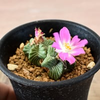 アズテキウム 紅籠【カキ仔】RFHK-665