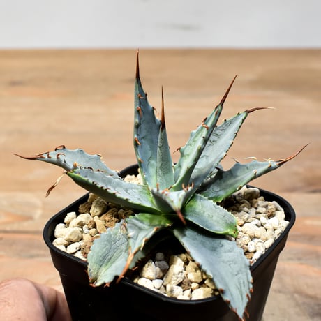 【百鬼夜行 その二】アガベ 特白肌×妖炎 "魍魎"【台湾botanical_seeker産】A