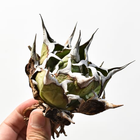 アガベ チタノタ "精品ハデス" / 精品黒帝斯、精品恐竜牙歯 【台湾 dragon agave産/中株/抜き苗】RF25012179