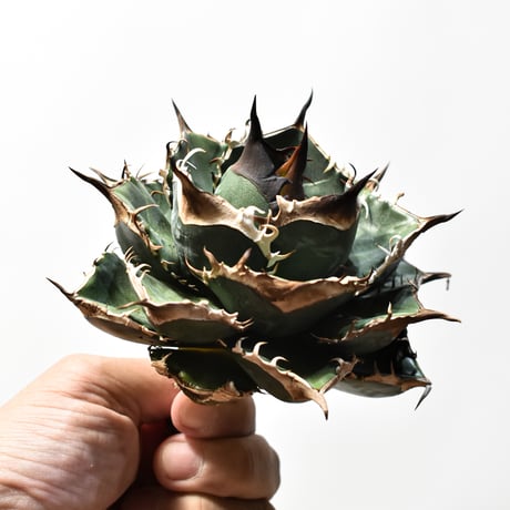 アガベ チタノタ "精品緑犀牛"   【台湾 dragon agave産/中株/抜き苗販売】RF25012591 C