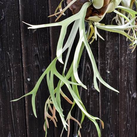 ビカクシダ ウィリンキー / Platycerium willinckii　コウモリラン プラティケリウム 【comolebi plants】RFCM-W0004