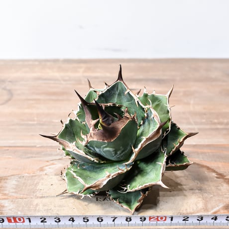 アガベ チタノタ "精品緑犀牛"   【台湾 dragon agave産/中株/抜き苗販売】RF25012595 G