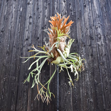 ビカクシダ ウィリンキー / Platycerium willinckii　コウモリラン プラティケリウム 【comolebi plants】RFCM-W0004