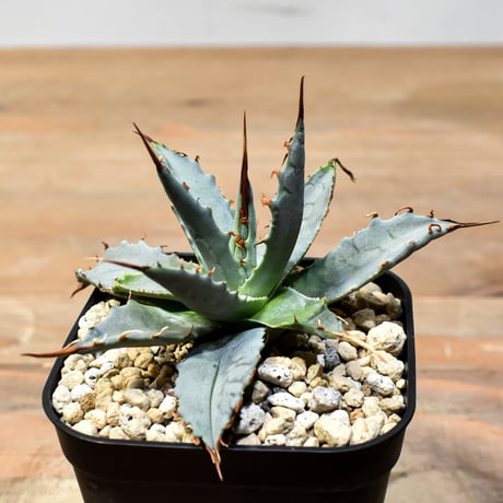 【百鬼夜行 その二】アガベ 特白肌×妖炎 "魍魎"【台湾botanical_seeker産】A