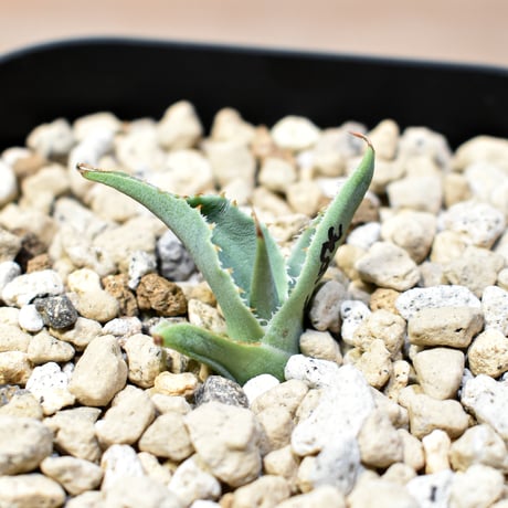 【百鬼夜行 その二】アガベ 特白肌×妖炎 "魍魎"【台湾botanical_seeker産】C