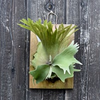 ビカクシダ ハウス ワイルド 2 / Platycerium house wild 2 コウモリラン プラティケリウム【comolebi plants】RFCM-W0028