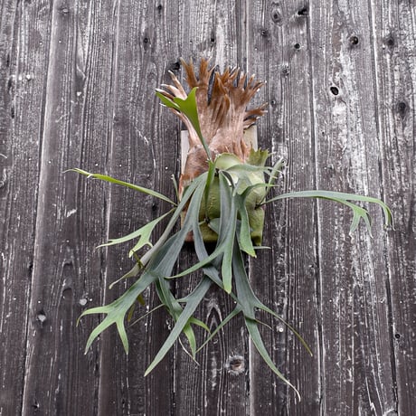 ビカクシダ オナガドリ  / Platycerium Onagadori コウモリラン プラティケリウム【comolebi plants】RFCM-W0021