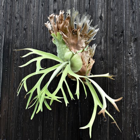 ビカクシダ ウィリンキー / Platycerium willinckii　コウモリラン プラティケリウム 【comolebi plants】RFCM-W0001