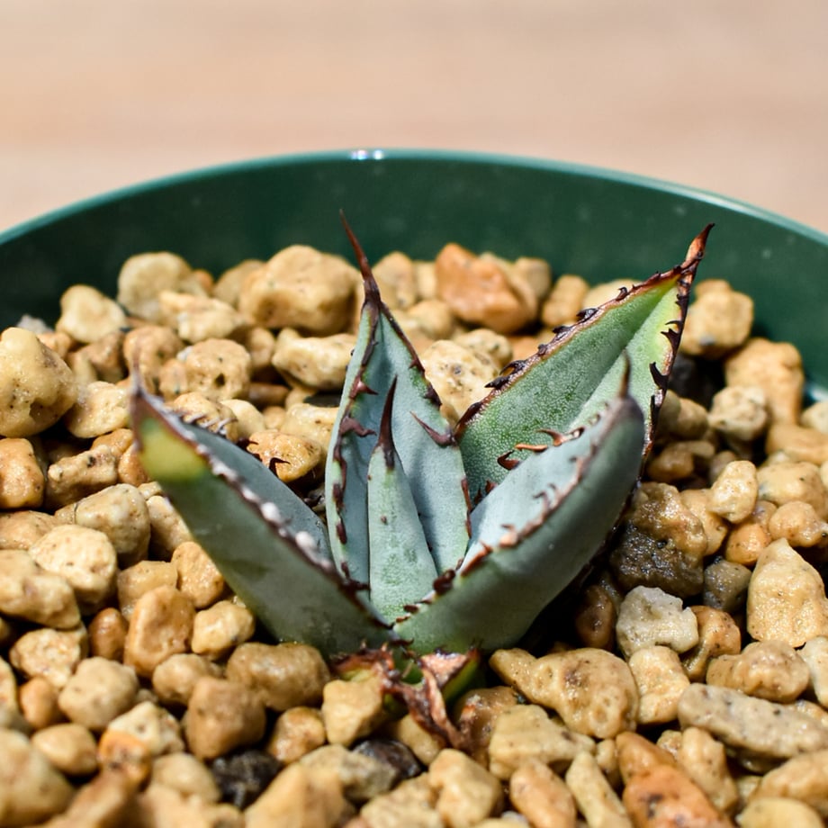 6a8e19979353255d8f495755