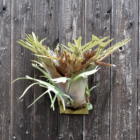 ビカクシダ ベイチー (ARS-I) / Platycerium veitchii 'ARS-I' コウモリラン プラティケリウム【comolebi plants】RFCM-W0015