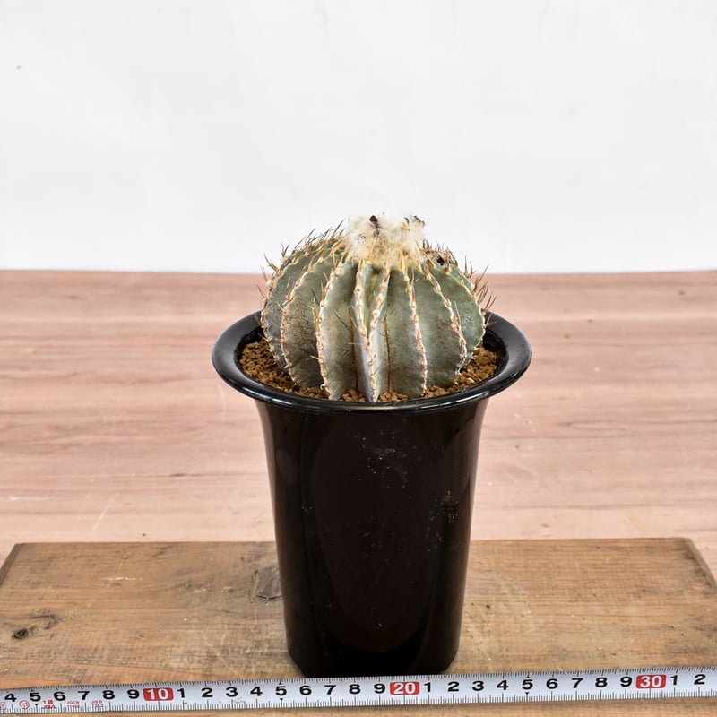 メキシカーナ　実生 観葉植物 ゲオヒントニア メキシカーナ 実生