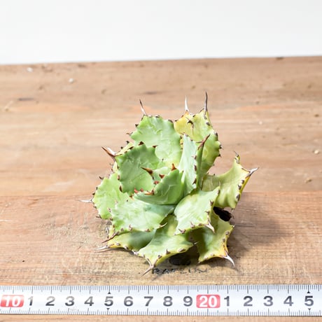 アガベ ハイブリット 特白肌怒雷神【台湾huplants2010産/中株販売】RF25012254
