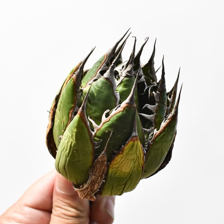 アガベ 精品ホリダ "精品狂刺霍利達"【台湾 dragon agave産/中株/抜き苗】E