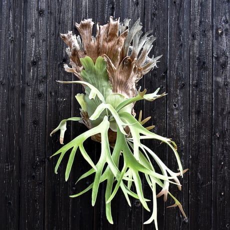 ビカクシダ ウィリンキー / Platycerium willinckii　コウモリラン プラティケリウム 【comolebi plants】RFCM-W0001