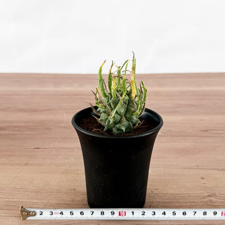 ユーフォルビア スコエンランディ "闘牛角" 【実生】RFHK-1314