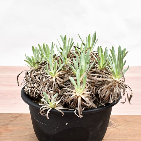 オトンナ レトロルサ RFHK-1443